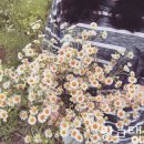 ㈜오케이그린청소년수련원 | 캠핑클럽에 나온 경주 화랑의언덕 캠핑 후기