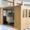골드홀릭캐터리(Gold holic cattery) | 공주 노라쥬 고양이 카페 아이와 갈만한 실내 동물원 놀이터