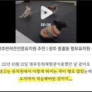등원중학교 | 내돈내산 / 광주 강아지 유치원 3곳 다녀본 망고의 유치원 정착 후기!