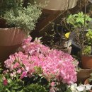 용가리노래연습장 이미지