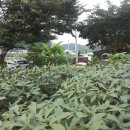 무성농장 이미지