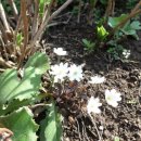 개나리꽃민박 이미지