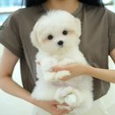 부산강아지분양 테디럽 명지본점 이미지