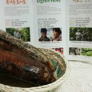 경산연근