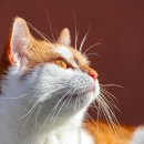 동물병원 공감 이미지