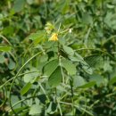 도안종로한약국 이미지