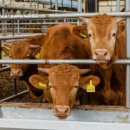 현대축산 이미지