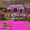 소림길 | 산청 대명사 꽃잔디 실시간 개화 상황 2026년 4월 가볼 만한 곳