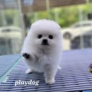 플레이독 파주본점 | 파주강아지분양 플레이독 파주본점 고민 끝에 선택한 후기