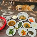 푸른산장 | 울릉도 맛집 늘푸른산장식당 산채비빔밥 산채전 후기 애견동반식당 대형견동반OK