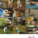 애견발자국 이미지