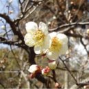 매화(梅花 : Prunus Mume)꽃 이야기 이미지