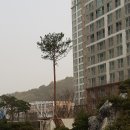 석가산 연못 근처에 식재한 소나무에 대한 의견 이미지