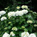 파주수국길(주) 이미지