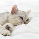 아이안 동물의료센터 이미지