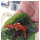 윤이불닭발성남 이미지