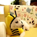 퍼피앤유 이미지