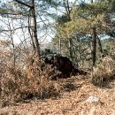 영풍월호리마애석불좌상 이미지