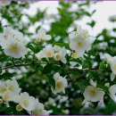 호수공원소나무숲길 이미지