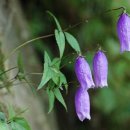 금강초롱 이미지