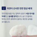 나비잠 | 베라슬립 나비잠베개 후기, 경추 편안함과 3D 메쉬의 쾌적함을 경험하다