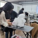 초량애견 이미지