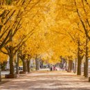 염치읍 은행나무길 이미지