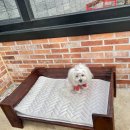 트리몰리 이미지