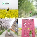 강서청소년쉼터 | 부산 벚꽃 명소 강서 낙동강 30리 벚꽃축제 대저생태공원 유채꽃