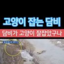 길고양이 천적 담비 이미지