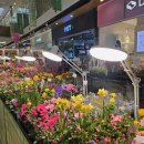 팜텍 | 히포팜텍 식물 UFO의 강력한 빛! 식물등LED 투명커버 솔직 리뷰