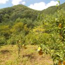 큰소나무농장 이미지