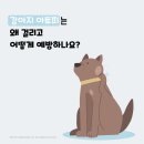 풍동 동물병원 이미지