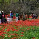 불갑사관광지 이미지
