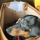 정관대구탕 | 정관가면 여기 무조건 추천 ! 부산정관맛집 부산대구탕 대구뽈찜맛집 구옥반가 대구탕 정관본점 솔직후기