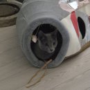 아랑조아 | 집이 조아 우리집 내집 다