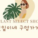찢잎이네구멍가게