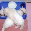 다딜