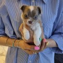 플레이독 남양주점 이미지