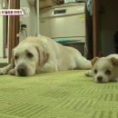 동물농장 네이버블로그