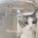 제이스동물병원 | 김포 고촌 동물병원 추천 왜 몰랐을까