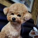 황금뱃지 | 제주 표선 황금뱃지, 환갑 기념 방문 대성공! 인생 고등어회 맛봤어요