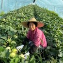 선이네농장 이미지