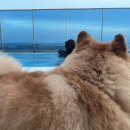 하나애견 이미지