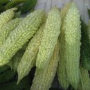 여주-0767 네이버블로그