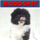 하운드광주하남 이미지