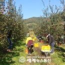 매현농장 세계뉴스통신