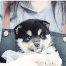 대구펫 강아지분양 고양이분양 이미지