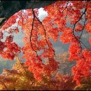 2025-11/11(화)국내 단풍1번지 내장산 내장사 단풍길 트래킹 이미지