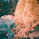 피닉스 | [필름이야기] 하만컬러필름 피닉스PHOENIX 200 사용 후기